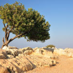 A carob tree in Northern Israel