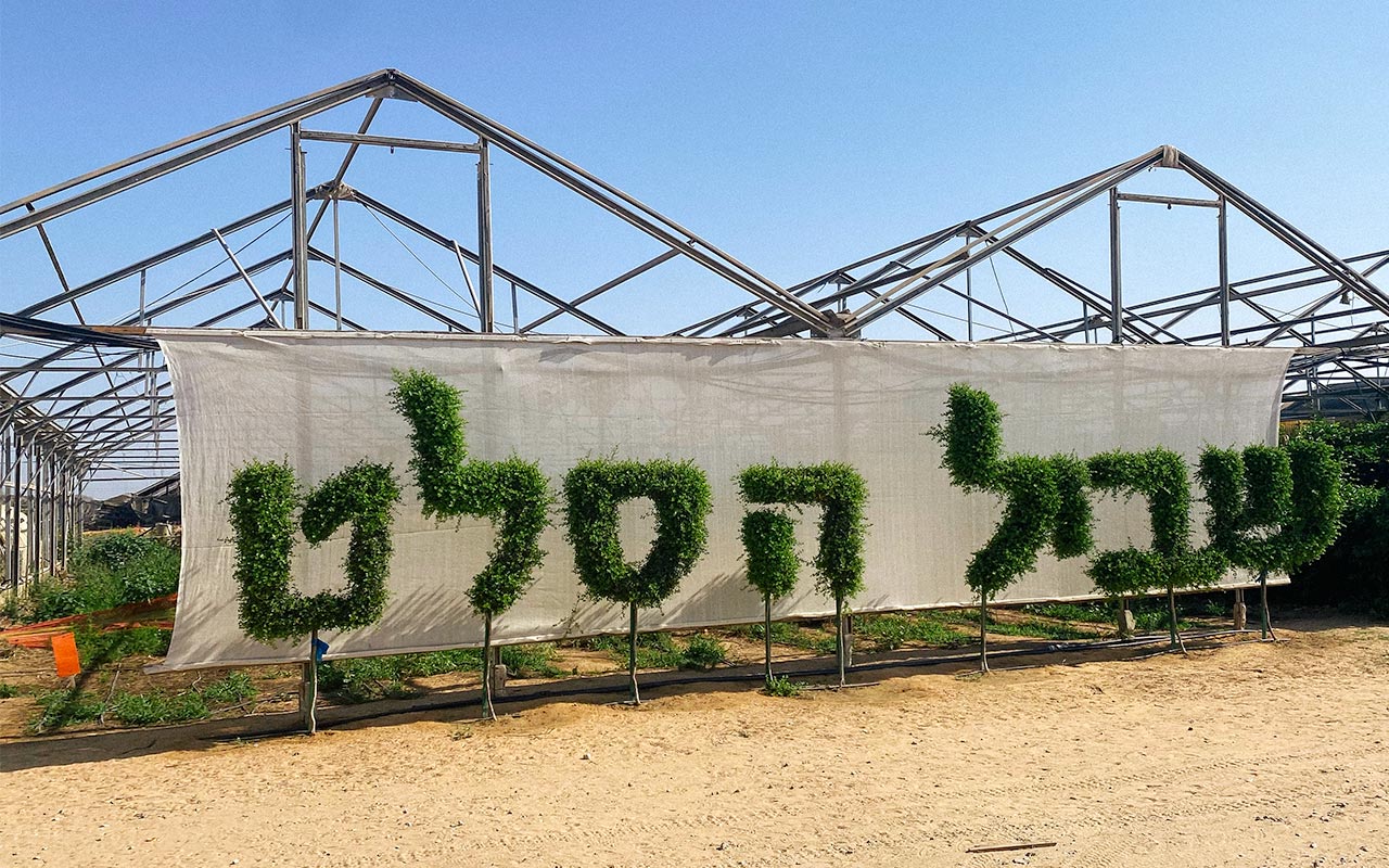 The Salad Trail in the Northern Negev on Zander Schnitzer's Birthright Israel trip