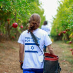 Birthright Israel volunteers picking pomegranates in Israel